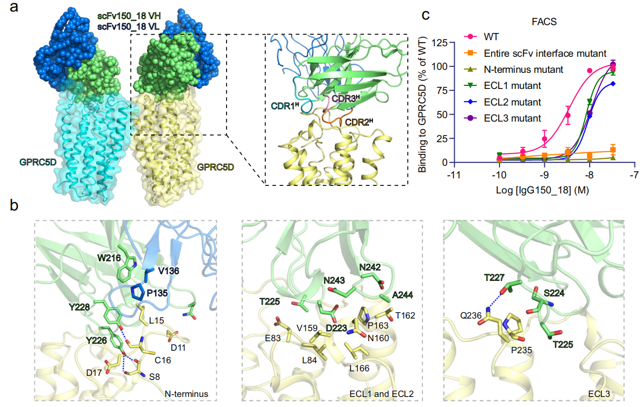 The binding mechanism of an anti multiple myeloma antibody to the human GPRC5D homodimer